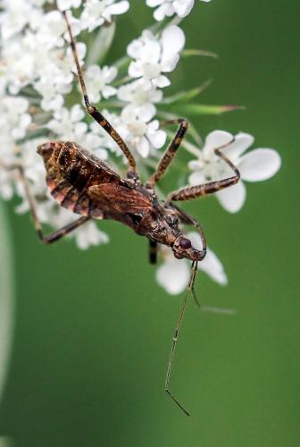 Himacerus apterus